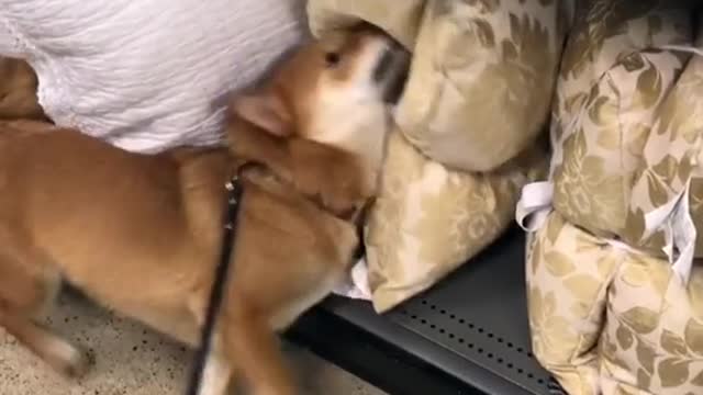 Shiba Inu cree que es un inspector profesional de almohadones