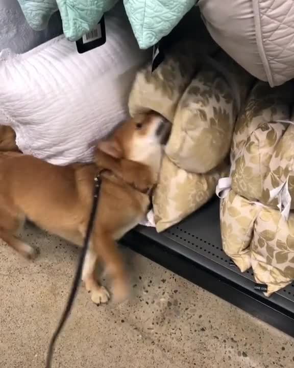 Shiba Inu cree que es un inspector profesional de almohadones