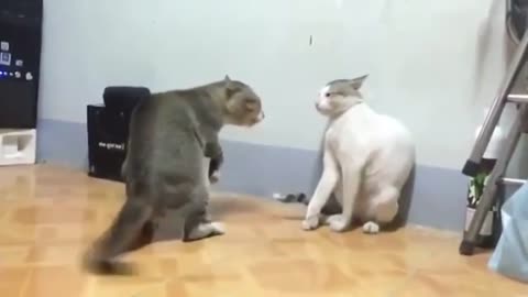 Fight cats