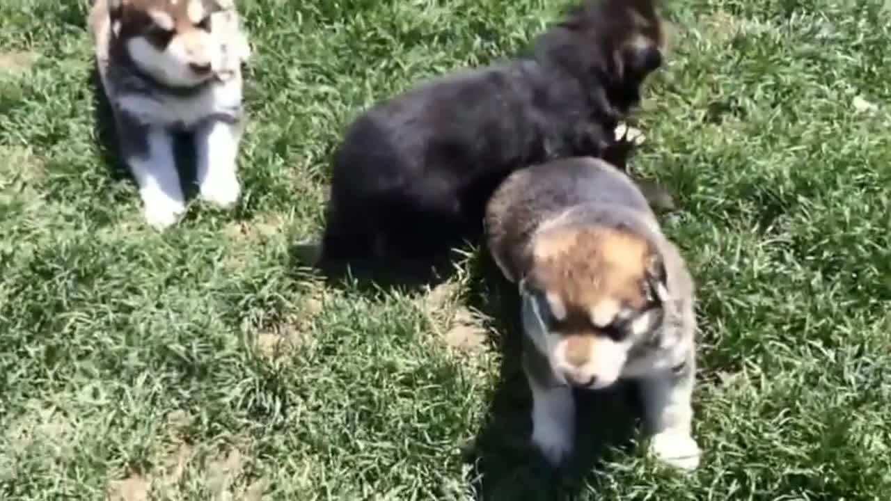 German shepherd puppies cute bark