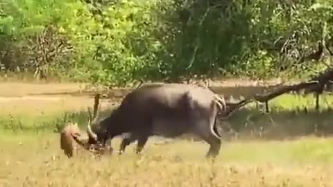 In the jungle, the buffalo saves its baby