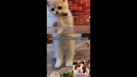 Adorable Running Cat