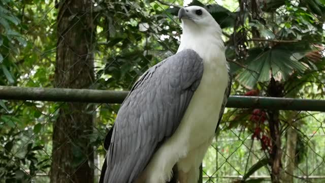 Look at this white eagle!