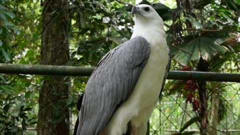 Look at this white eagle!