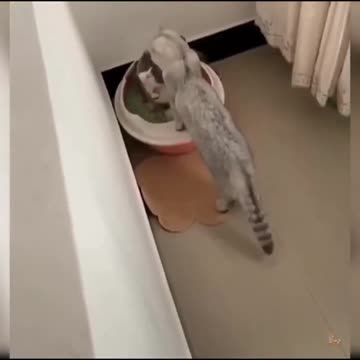 😍💓😍💓😍💓😍💓😍💓😍💓😍💓😍💓😍💓 #cats #shorts