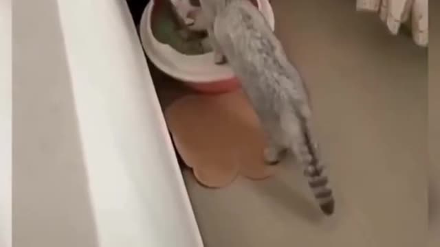 😍💓😍💓😍💓😍💓😍💓😍💓😍💓😍💓😍💓 #cats #shorts