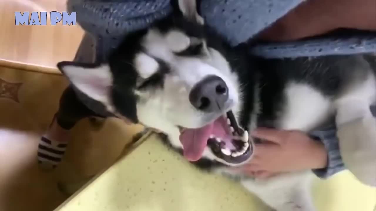 Husky dog is the best Comedian 😄🤣 Funny Husky Dogs Video Compilation