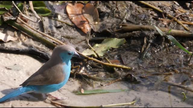 Beautiful Blue Bird Corner - Blue Capped Cordon Bleu