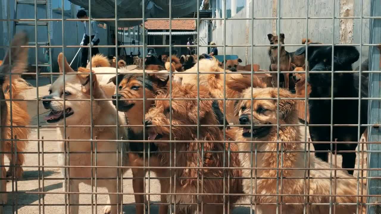 Sad dogs in shelter behind fence waiting to be rescued and adopted to new home.