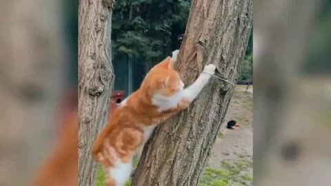 Cute cats playing