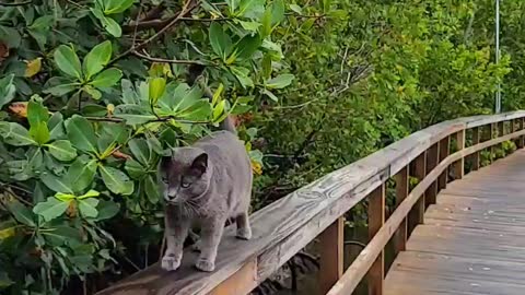 Dock Kitty