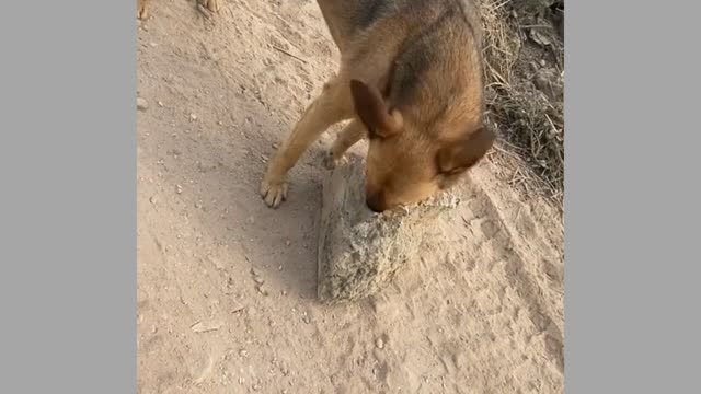 Dog playing with rock and Cat fighting with Dog 😂😂😂