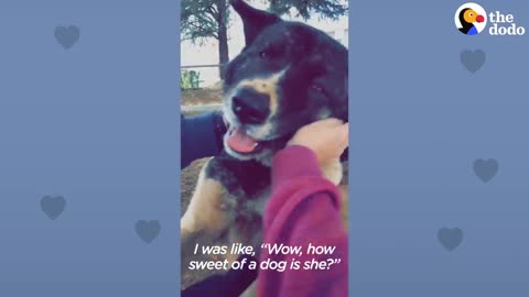 Woman Visits A Chained Up Dog For