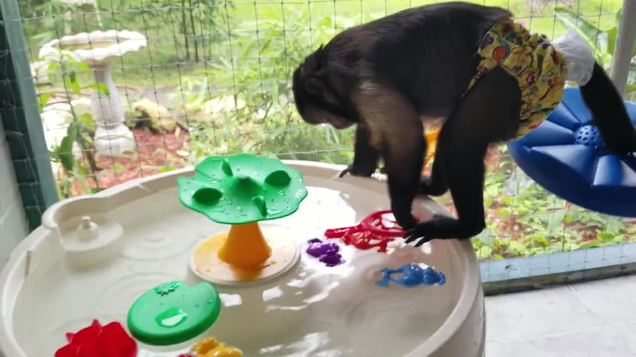 Monkey Playing in the Water on a Hot Day