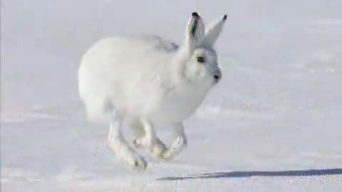 Animals found in North America