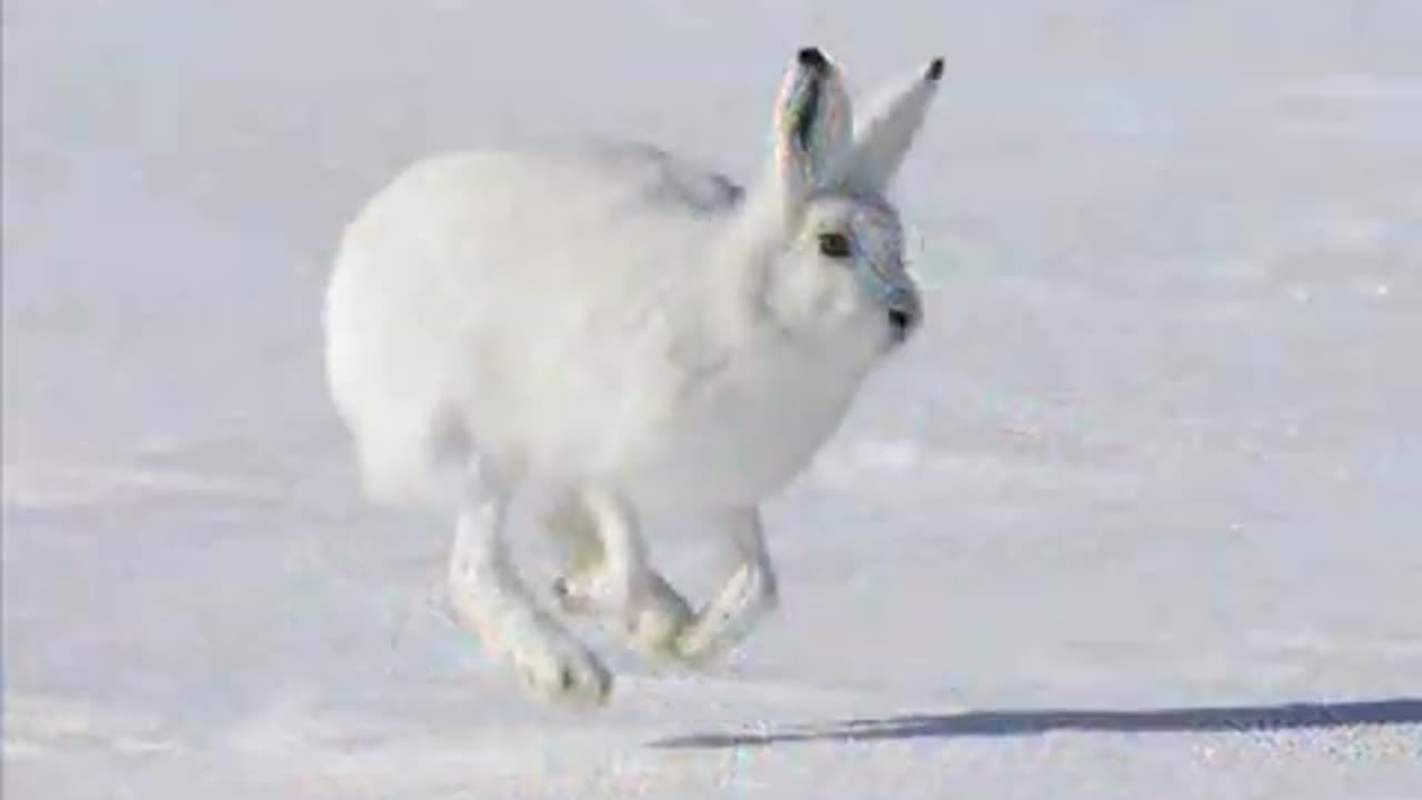 Animals found in North America