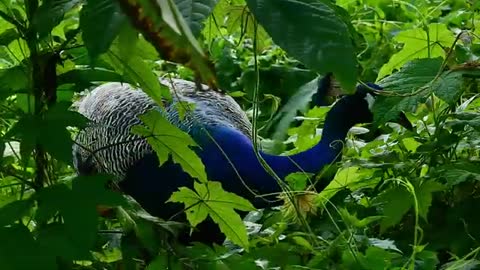 Indian peafowl