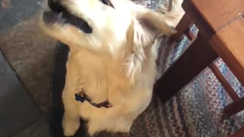 Dog slow motion misses treat catch hits nose