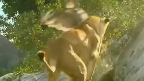 Lion and Owl big fight