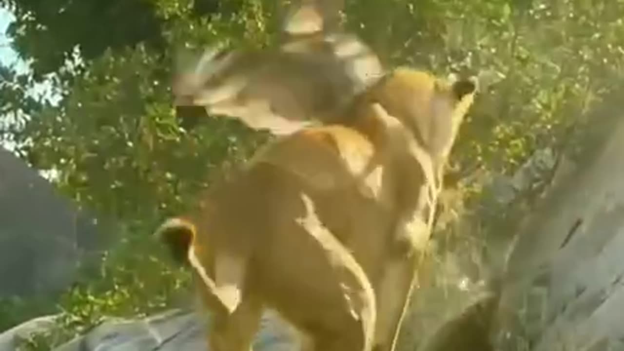 Lion and Owl big fight