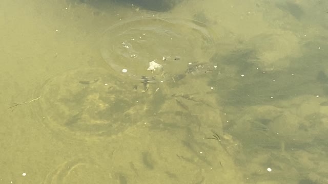 Minnows of the Humber River 38