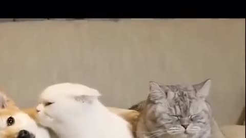 Is it love that cats fall in love with dogs