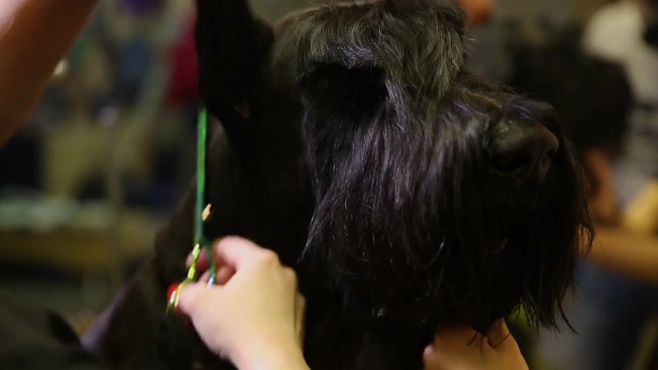 In the beauty salon for dogs, two women groomers prepare the dog for the resource