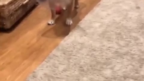 Funniest Animals - Best Of The 2021 Funny Animal Videos #2