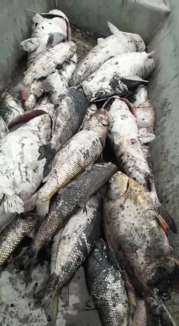 Denuncian mortandad de peces en el río Carare en Santander