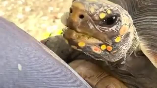 Tortoise follows her grandma around the house because she knows she'll give her extra treats