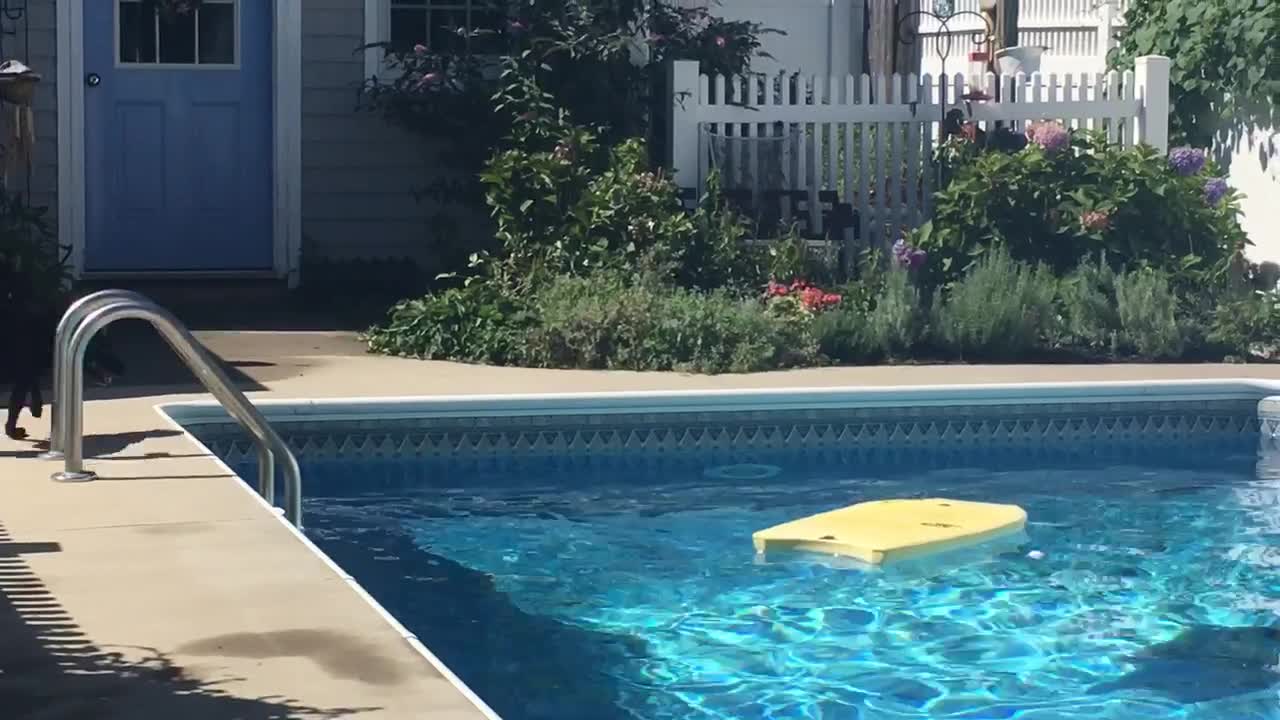 Dog balances on bodyboard to fetch ball in pool