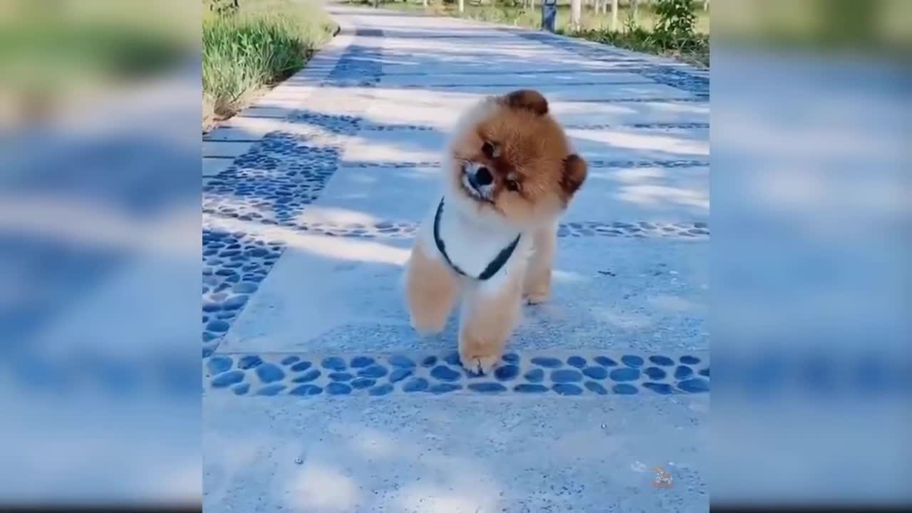 Try Not To Laugh Too Hard Baby Dogs - Cute and Funny Dog Videos Compilation