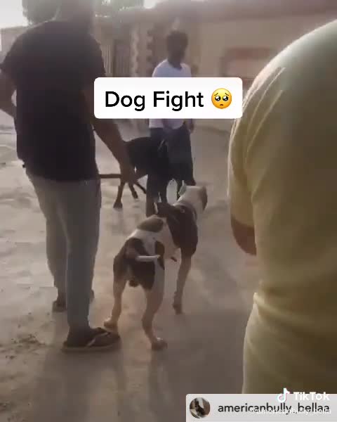 Dogs fighting goals American bully dog's lover😍