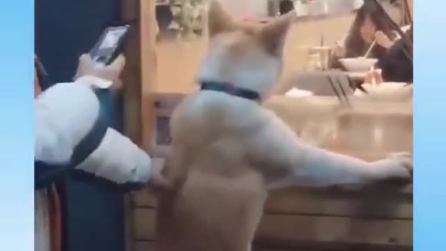 Cute Pets And Funny Animals Compilation