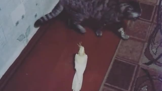 МАКАР и БОСС)