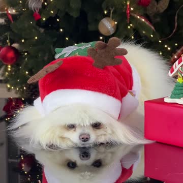 Christmas dog