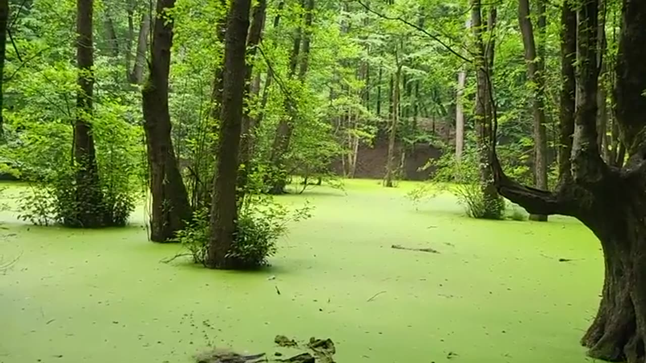 Forest rever