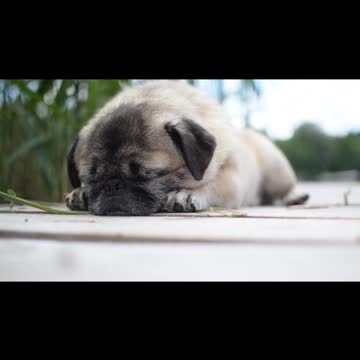 cute👀👉 pet sleeping