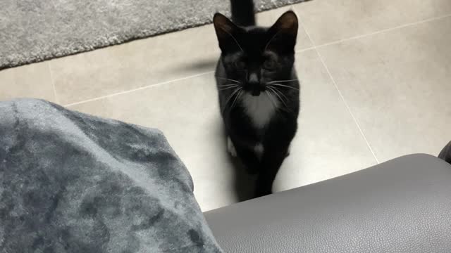 A cat crying because he was left alone