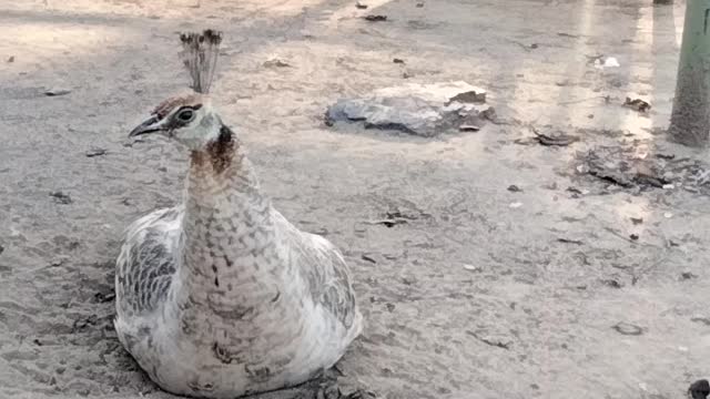 Peacock 🦚 Video By Kingdom of Awais