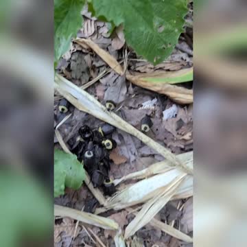 Carion Beetles Feasting On A Mole
