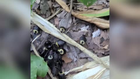 Carion Beetles Feasting On A Mole