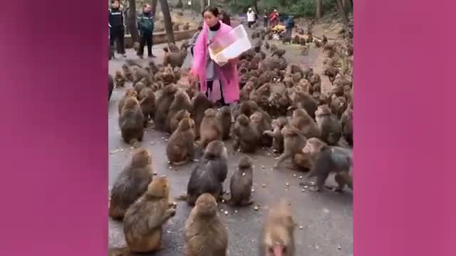 funny monkey video 20