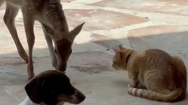 Domesticated fawn totally fascinated with friendly kitty