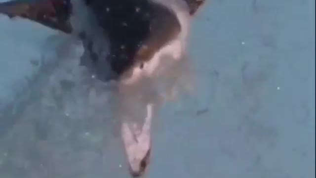 Shark fish dangerous attack video🥺🥺😳😨😓shark fish attack 2020 🔥new status sharks 🦈 attack