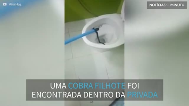 Assustador: cobra é encontrada dentro de privada na Taillândia