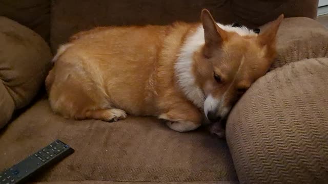 Corgi cuddles