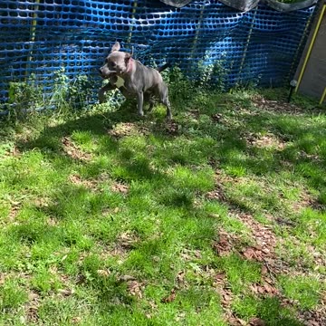 I need a bigger yard!