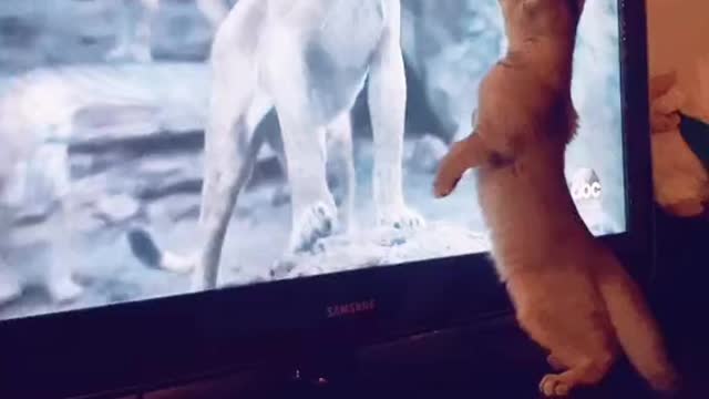 oh my god a funny cat is afraid of the lion king hahaha