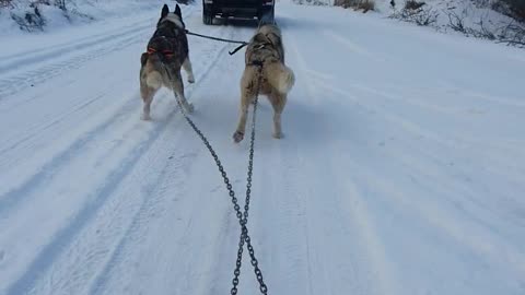 Huskys pulling the sleigh